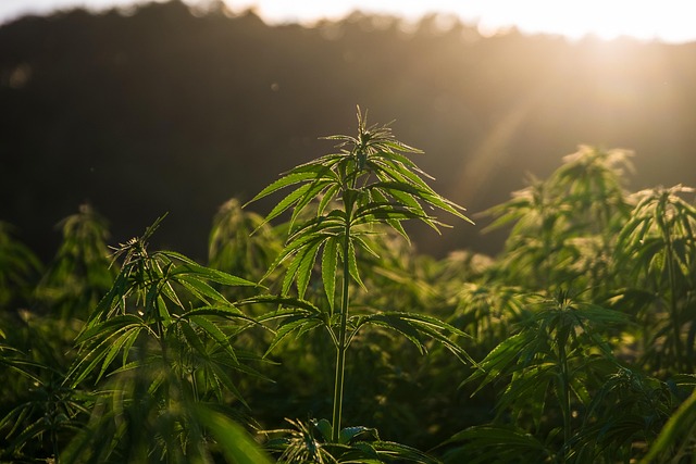 Industrial hemp plants