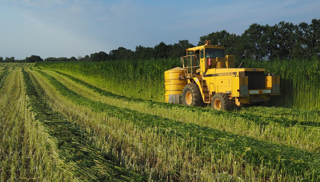 Industrial hemp field at harvest with farm machinery